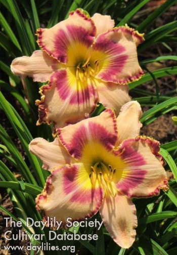 Daylily Thrice in a Blue Moon